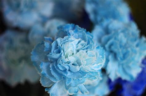 Light Blue Carnations