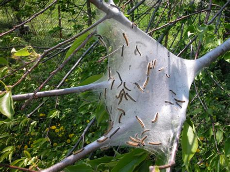 eastern-tent-caterpillar-fig-1 - Payne's Nurseries