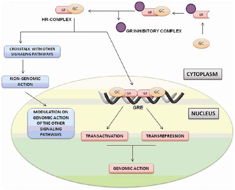 PDF Molecular Interaction Between The Glucocorticoid Receptor And