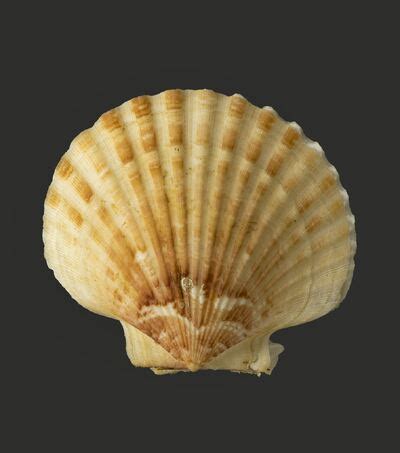 Aequipecten Opercularis Linnaeus 1758 Europeana