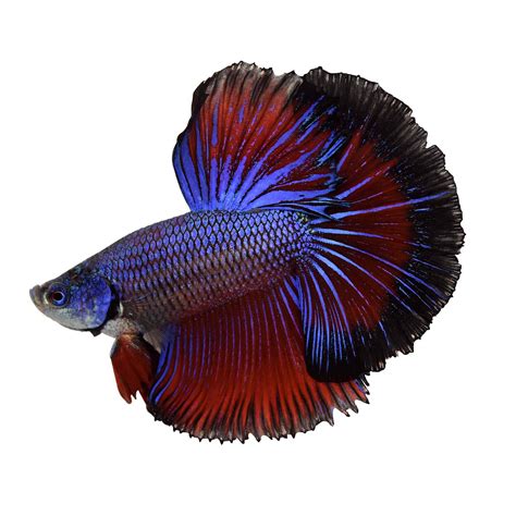 Male Halfmoon Betta Fish | Siamese Fighting Fish - Extra Large | Petco