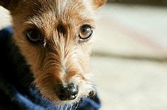 1000+ images about I RESCUED A YORKIE TERRIER MIX on Pinterest | Yorkie ...