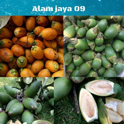 Kg Buah Pinang Tua Segar Buah Jambe Jebug Lazada Indonesia