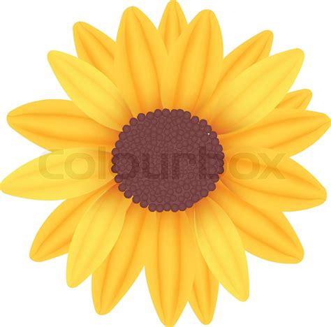 Sonnenblume Vektor Stock Vektor Colourbox