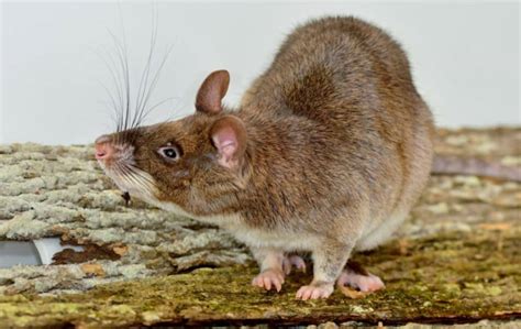 Weer Eens Wat Anders Dan De Pil Deze Rat Blijkt Haar Vagina Gewoon Op Slot Te Kunnen Doen