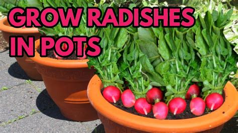 How To Grow Radishes In Pots The Simple And Easy Way Youtube