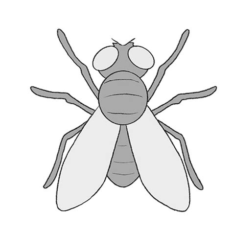 How To Draw A Fly Easy Drawing Tutorial For Kids