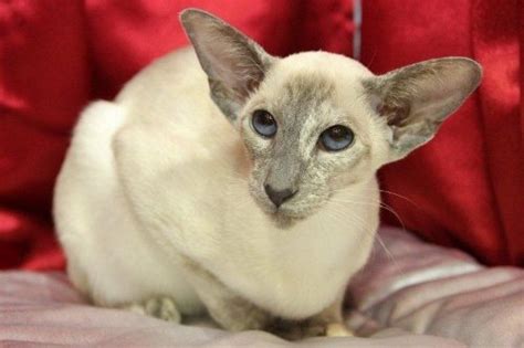 Tortie Point Siamese Cats Profile on Siamese Cat Breeder