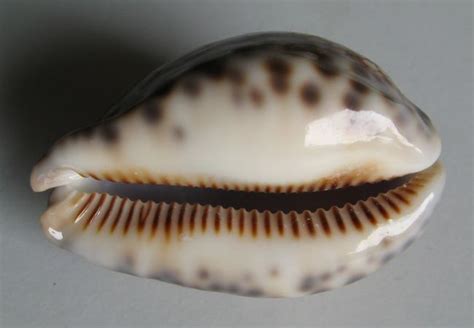 Cypraea histrio 1 Gmelin 1791 SHELLS MUŠLE LASTURY