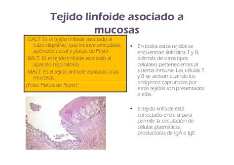 Fisiologia De Organos Y Tejidos Linfoides