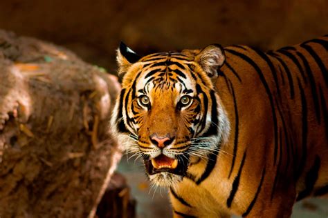 Tiger Animal Nature · Free Photo On Pixabay