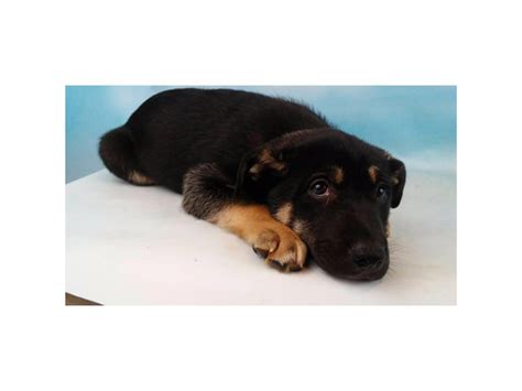 Akita Mix Puppies For Sale Akron Puppies For Sale Near Me