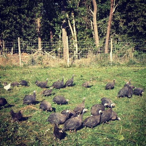 Des poules et des vignes à Bourgueil 2020