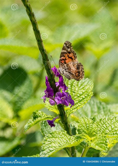 Painted Lady (Vanessa Cardui), Costa Rica Stock Photo - Image of