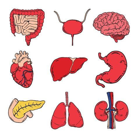 Premium Vector Human Organs Illustration