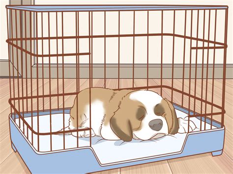 3 Ways to Train a Saint Bernard Puppy - wikiHow