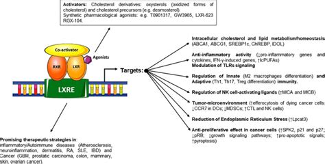 Liver X Receptors Regulators Of Cholesterol Metabolism Inflammation