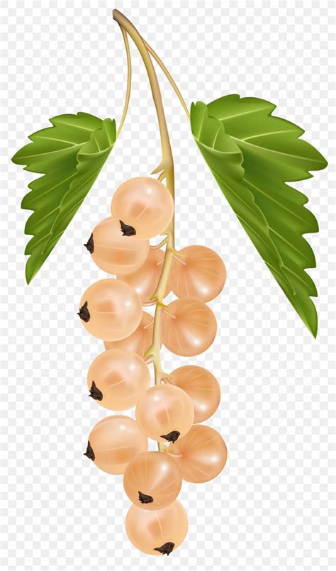 Blackcurrant White Currant Redcurrant Zante Currant Clip Art Png