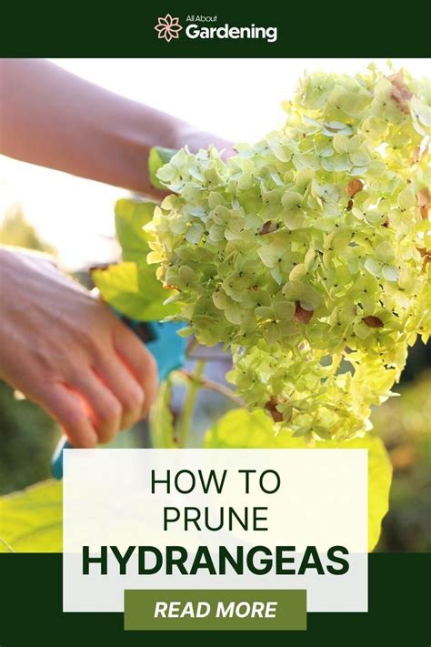 How To Prune Hydrangeas In 7 Simple Steps When To Prune Hydrangeas Growing Hydrangeas