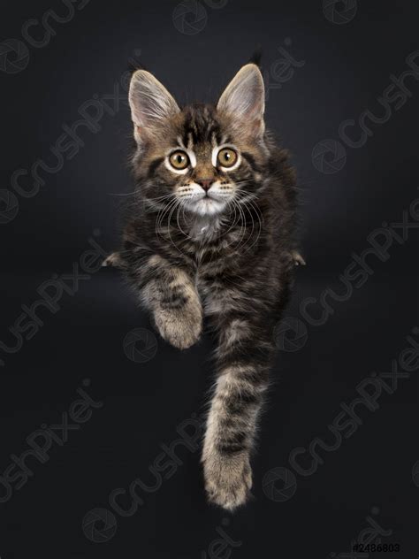 Maine Coon Tortoiseshell Kitten