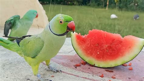 Indian Ringneck And Alexandrine Parrot Love Watermelon Youtube