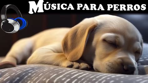 Musica Relajante Para Perros Musica Para Relajar A Tu Perro Estresado