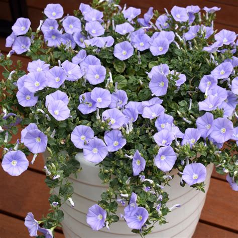 Convolvulus Moroccan Moon Garden Express