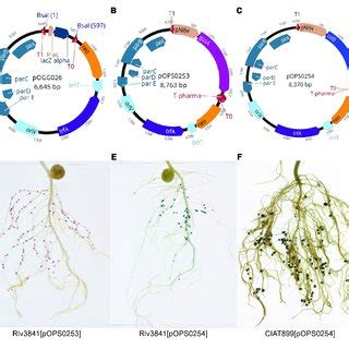 A Schematic Map Of Pogg Level Broad Host Range Lower Copy