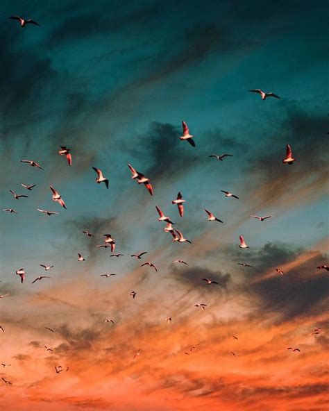 A Flock Of Birds Flying In The Sky At Sunset