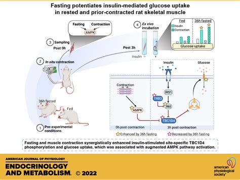 Fasting Potentiates Insulin Mediated Glucose Uptake In Rested And Prior