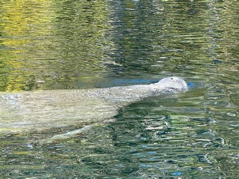 Kayaking Florida Silver Springs Clear Kayaking 2025 All You Need