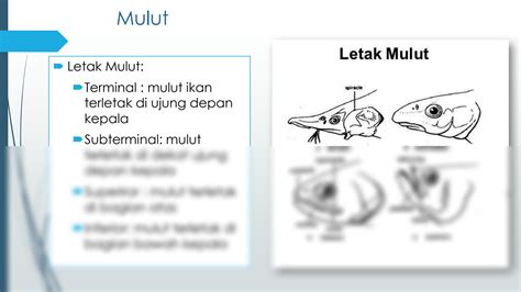 SOLUTION Sistem Pencernaan Pada Ikan Studypool