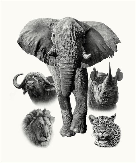 Africas Iconic Big Five Wildlife Photograph By Scotch Macaskill Fine