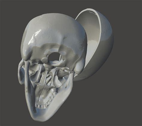 Cráneo Humano Con Todos Los Detalles Modelo 3d 6 Stl Free3d