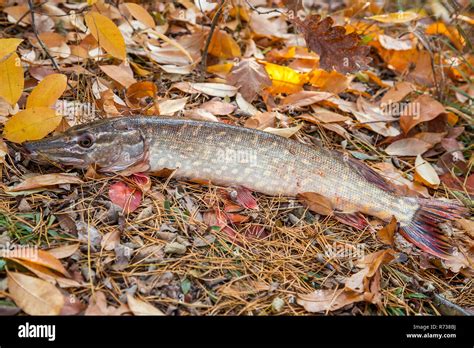 Fishing Concept Trophy Catch Big Freshwater Pike Fish Know As Esox