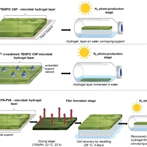 Schematic Representation Of Immobilization Approaches For H 2