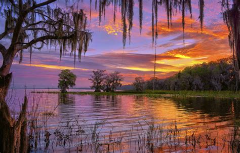 Wallpaper Trees Lake Dawn Morning Fl Florida Lake Iskapoga Lake