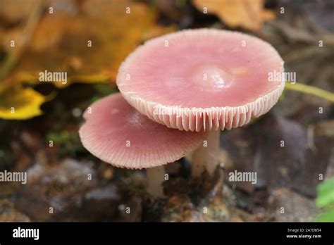 Mycena Rosea Known As The Rosy Bonnet Pink Mushroom From Finland