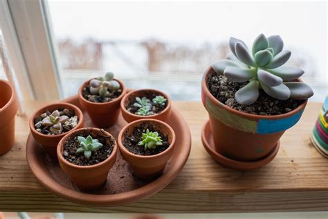 Estas Son Las Plantas Que Debes Tener En Tu Hogar Para Off