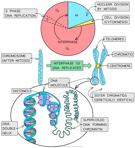 Cie A Level Biology复习笔记511 Chromosome Structure 翰林国际教育