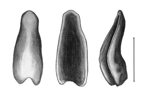 Dorsal A Ventral B And Lateral C Views Of The Baculum Of Myotis Download Scientific