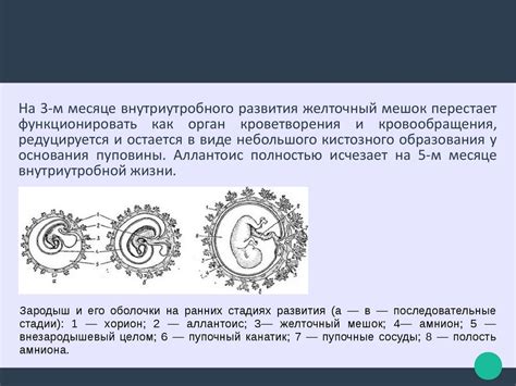Пуповина (пупочный канатик) - online presentation