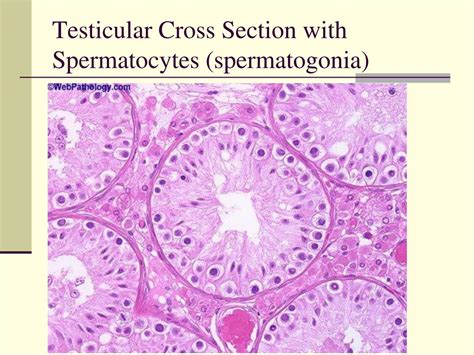 Ppt Chapter 16 The Reproductive System Powerpoint Presentation Free