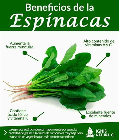 Benefios De La Espinaca Beneficios De La Fruta Beneficios De