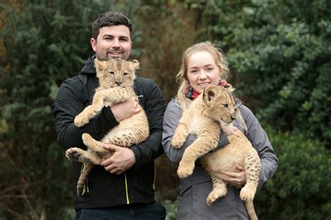 Animal Lover Has Been Given Permission To Keep Pet LIONS At His Home ...