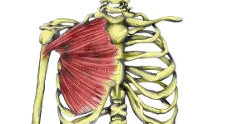 Pectoralis Major Strain Symptoms Causes Treatment And Rehabilitation