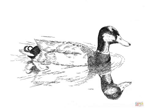 Mallard Coloring Page Free Printable Coloring Pages