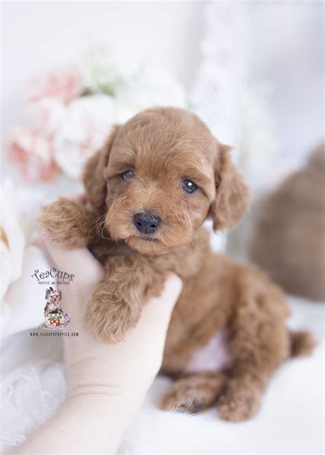 Red Toy Poodle Puppies Miami | Teacup Puppies & Boutique