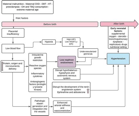 Frontiers Prematurity And Low Birth Weight In Neonates As A Risk Factor For Obesity