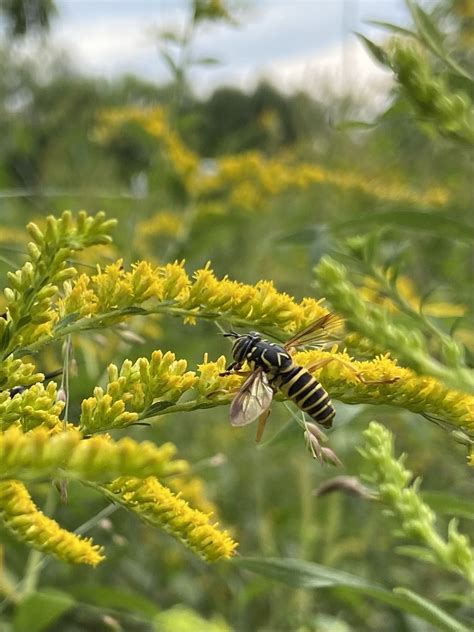 Eastern Hornet Fly From Horticulture Park West Lafayette IN US On